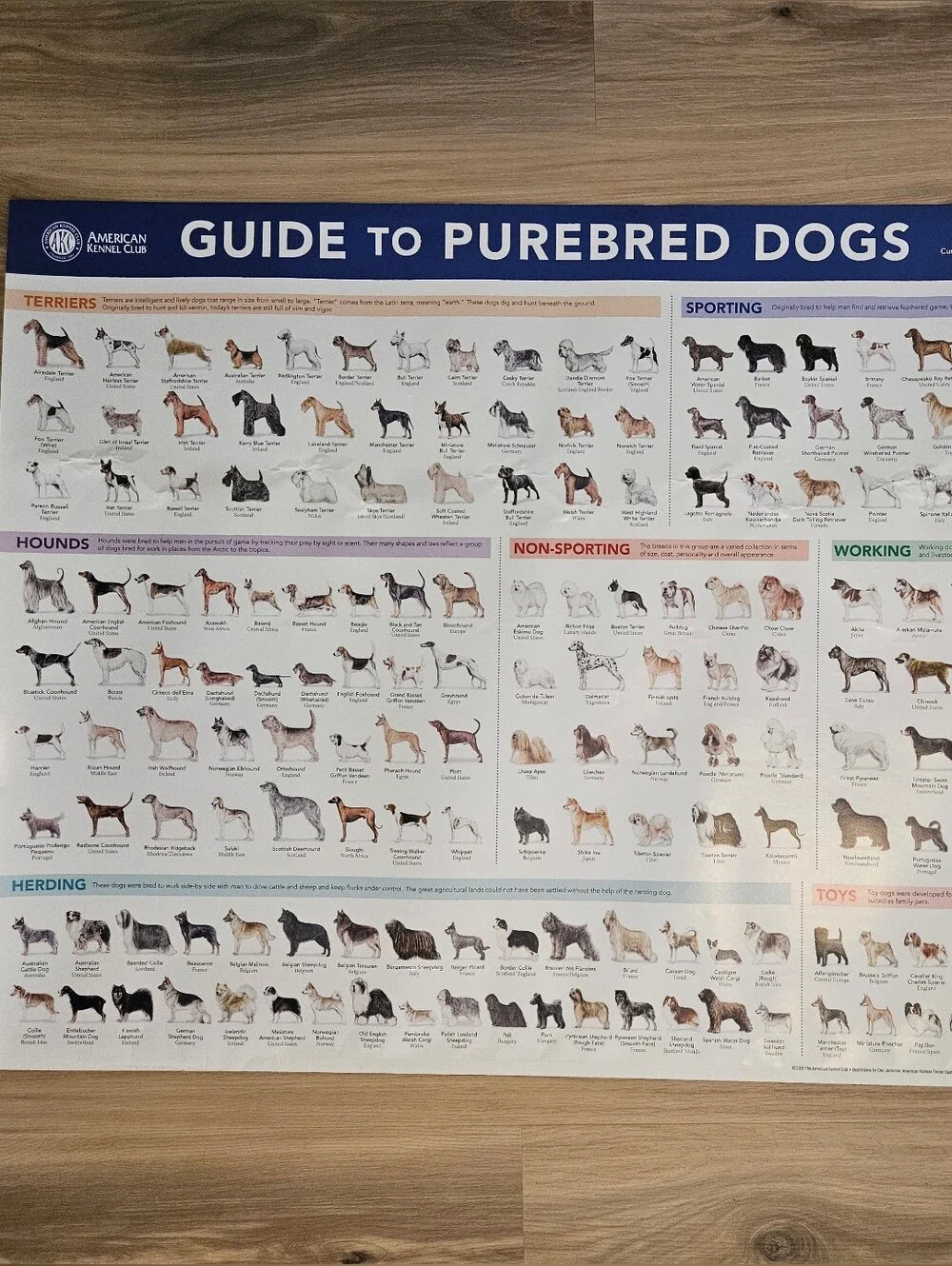 Guide to Purebred Dogs Poster - Blue